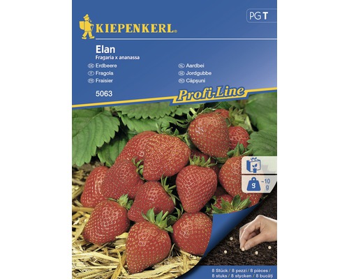 Semințe de căpșuni Elan Kiepenkerl