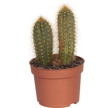 Cactus FloraSelf Cereus 'Skyline' H 15-20 cm ghiveci Ø 10,5 cm-thumb-2