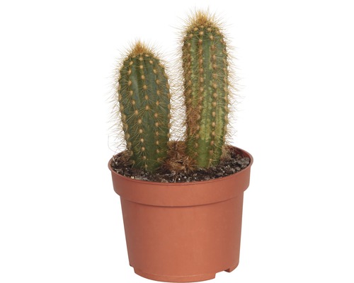 Cactus într-un ghiveci