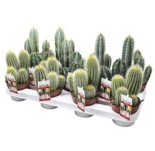 Cactus FloraSelf Cereus 'Skyline' H 15-20 cm ghiveci Ø 10,5 cm-thumb-3