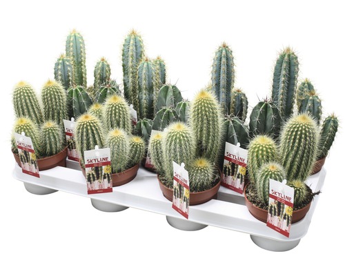 Cactusuri diferite în ghivece pe o tavă