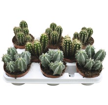 Cactus FloraSelf Cereus 'Skyline' H 15-20 cm ghiveci Ø 10,5 cm-thumb-0