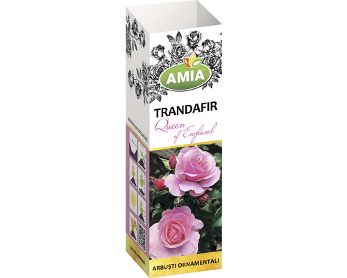 Ambalaj trandafir Queen of England