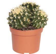 Cactus într-un ghiveci