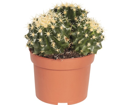 Cactus într-un ghiveci