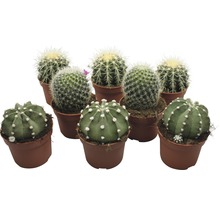 Mai mulți cactuși mici în ghivece