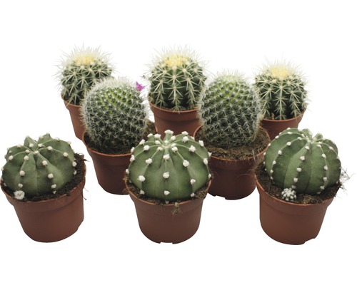 Cactus FloraSelf Echinocactus H 10,5-11,5 cm ghiveci Ø 10,5 cm