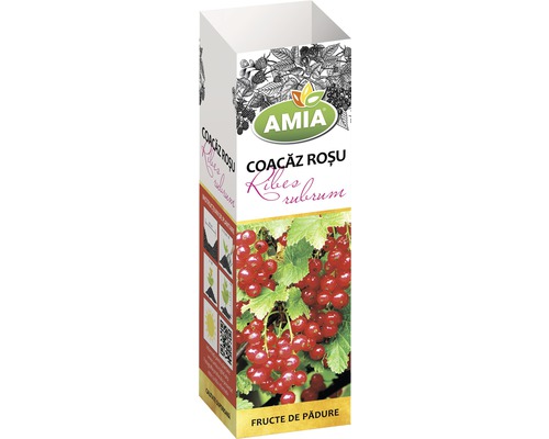 Arbust fructifer coacăz roșu 'Ribes rubrum' H 150 cm