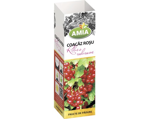 Arbust fructifer coacăz roșu 'Ribes rubrum' H 150 cm Arbust fructifer coacăz roșu 'Ribes rubrum' H 150 cm
