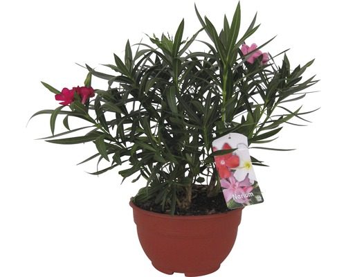 Leandru FloraSelf Nerum oleander ghiveci Ø 25 cm