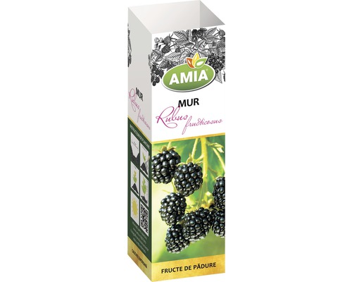 Arbust fructifer mur 'Rubus fructicosus' H 150 cm Arbust fructifer mur 'Rubus fructicosus' H 150 cm
