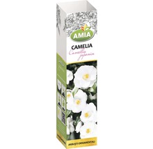 Arbust ornamental 'Camelia Japonica' H 150 cm albă