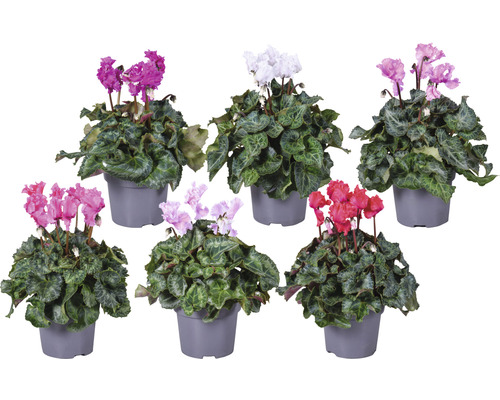 FloraSelf Cyclamen persicum 'Merengue' H 20-25 cm ghiveci Ø 12 cm diferite sortimente