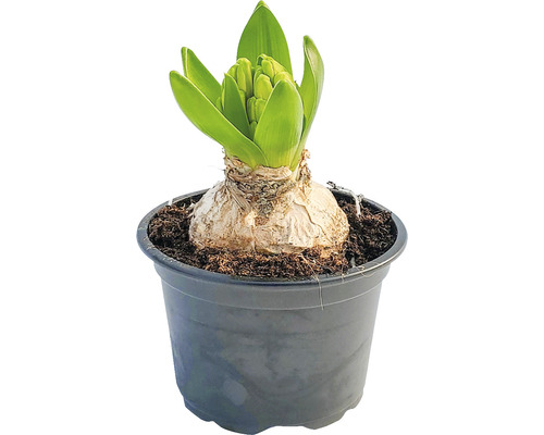 Zambilă Hyacinthus H 30 cm ghiveci Ø 9 cm