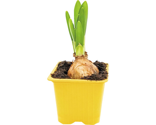 Narcisă Narcissus x hybrida H 25 cm ghiveci Ø 7 cm