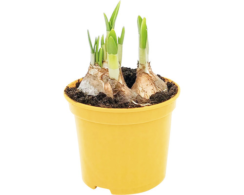 Narcisă Narcissus x hybrida H 25 cm ghiveci Ø 9 cm 3 bulbi