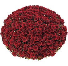 Glob de flori de crizantemă roșie