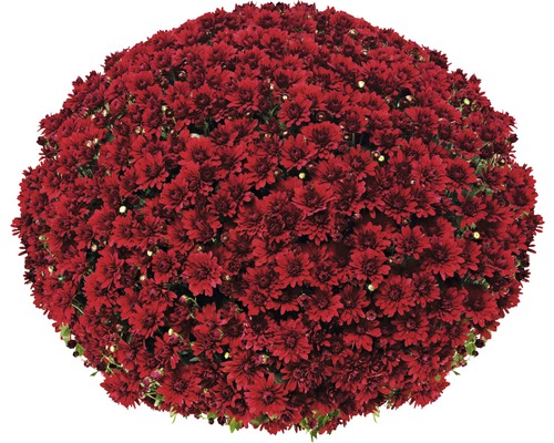 Glob de flori de crizantemă roșie