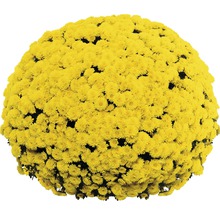 Floare de crizantemă galbenă în formă de bilă