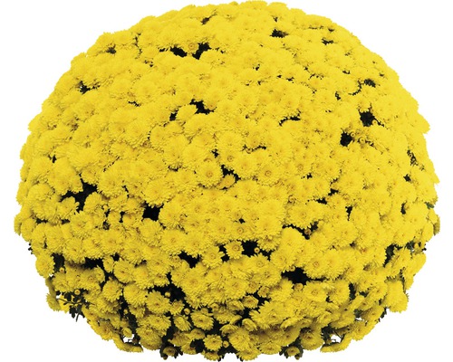 Floare de crizantemă galbenă în formă de bilă