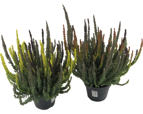 Două plante de iarba neagră în ghiveci