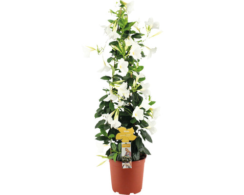 Iasomia braziliană FloraSelf Dipladenia mandevilla 'Summerstar' H 90 cm ghiveci Ø 21 cm