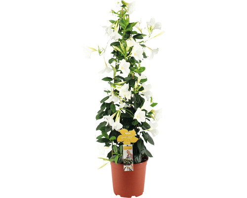 Iasomia braziliană FloraSelf Dipladenia mandevilla 'Summerstar' H 90 cm ghiveci Ø 21 cm-0