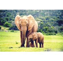 Tablou canvas Familie de elefanți 60x90 cm-thumb-0