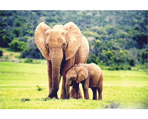 Tablou canvas Familie de elefanți 60x90 cm-0