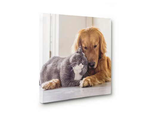 Imprimare pe pânză cu un câine și o pisică