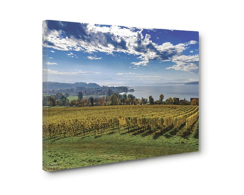 Tablou canvas cu vedere peisagistică a unei podgorii sub un cer albastru