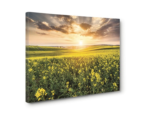 Tablou canvas cu câmp de rapiță la apus