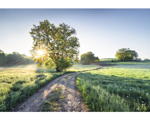 Fototapet hârtie 8-134 Meadow Trail 368x 254 cm