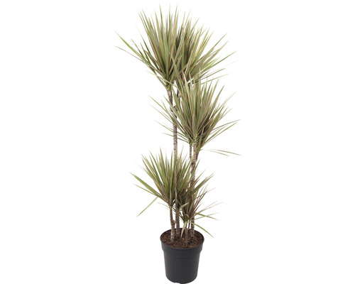 Dracena FloraSelf Dracaena marginata 'Bicolor' H ca. 85 cm ghiveci Ø 17 cm Dracaena în ghiveci
