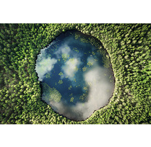 Vedere aeriană a unui lac înconjurat de copaci