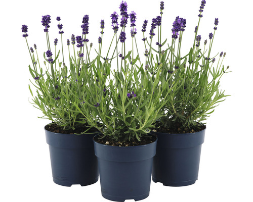 Trei plante de lavandă în ghivece