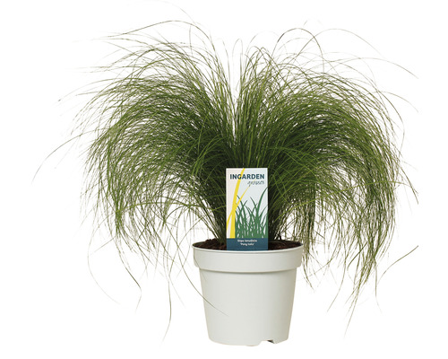 Tufe de iarbă în ghiveci cu eticheta InGarden Grasses