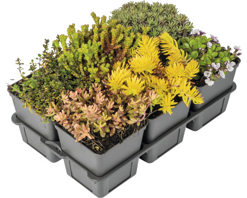 Casetă de acoperiș înverzită cu diferite tipuri de sedum