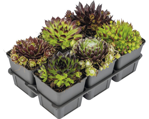 Șase plante de iarba-surzilor într-un recipient de plastic.