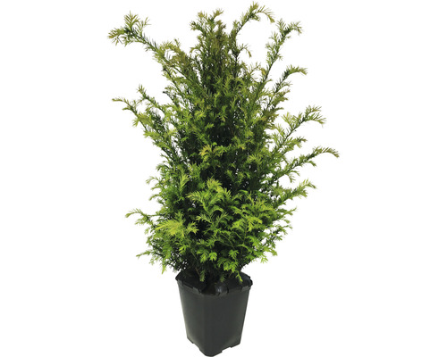 Tisa FloraSelf H 60-80 cm Tisa în ghiveci