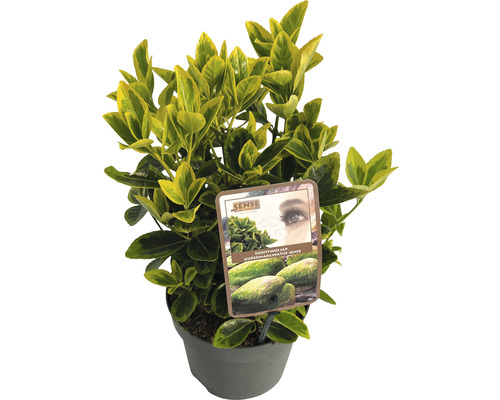 Salba japoneză FloraSelf Euonymus japonicus 'Aureomarginatus' ghiveci Ø 17 cm Arbore de fus persistent în ghiveci