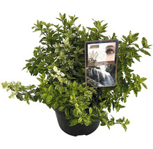 Euonymus fortunei Harlequin în ghiveci