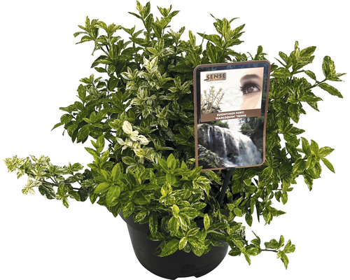 Euonymus fortunei Harlequin în ghiveci