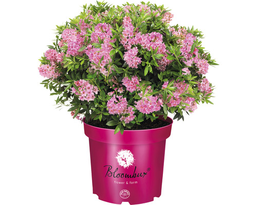 Azalee/Rododendron Rhododendron micranthum 'Bloombux' ® H 15-20 cm Co 2 L