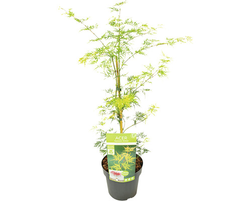 Acer palmatum ''Autumn Fire'' în ghiveci