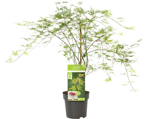 Arțar japonez în ghiveci