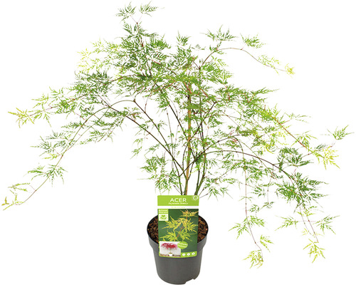 Arborele de arțar Acer palmatum Trompenburg în ghiveci