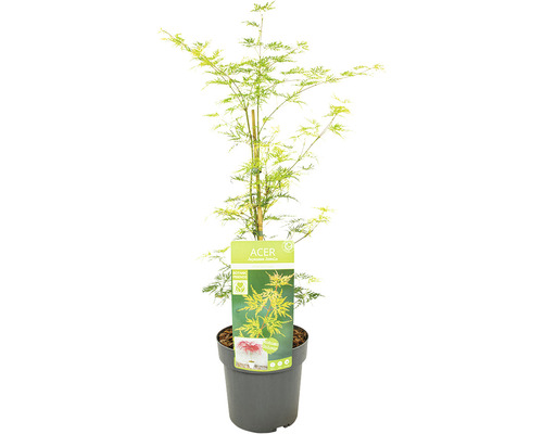 Arbore de arțar japonez în ghiveci