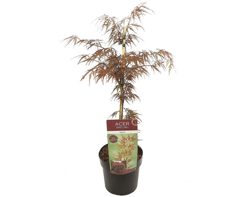Arțar Japonez FloraSelf Acer palmatum 'Garnet' H 50-60 cm Co 3 L
