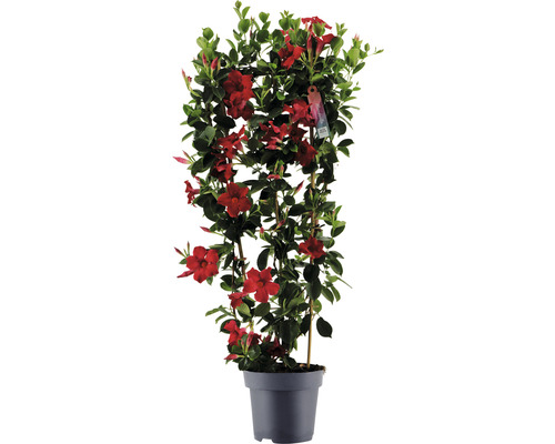 Iasomia pe spalier FloraSelf Dipladenia mandevilla Hybride H ca. 100 cm ghiveci Ø 21 cm roșu Iasomia pe spalier FloraSelf Dipladenia mandevilla Hybride H ca. 100 cm ghiveci Ø 21 cm roșu